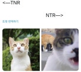 다옴티엔알 | TNR과 NTR 구분하기 - 악플달면 쩌리쩌려버려 - ＊여성시대＊ 차분한 20대들의 알흠다운 공간 TNR과 NTR 구분하기
