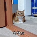 점남이라는 고양이를 극소수의 대한민국 국민들만 안다는 사실이 안타까운 달글 - 악플달면 쩌리쩌려버려 - ＊여성시대＊ 차분한 20대들의... 