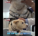 개가 너무 똑똑해서 역대급으로 구조 힘들었던 이번주 동물농장 방송.... 개가 너무 똑똑해서 역대급으로 구조 힘들었던 이번주 동물농장 방송.jpg