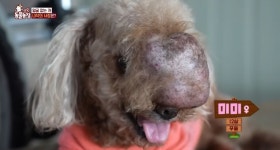 [동물농장] 얼굴 전체가 혹으로 덮인 강아지 미미 - 악플달면... 차분한 20대들의 알흠다운 공간 [동물농장] 얼굴 전체가 혹으로 덮인 강아지 미미