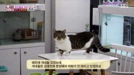 동물농장 오늘자 창녕 품종묘 10마리 유기사건 전말 - 악플달면 쩌리쩌려버려 - ＊여성시대＊ 차분한 20대들의 알흠다운 공간 동물농장 오늘자... 