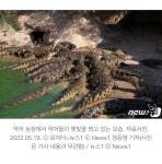 악어 70마리가 나타났다…中남부 홍수로 농장에서 탈출 - 악플달면... 알흠다운 공간 악어 70마리가 나타났다…中남부 홍수로 농장에서 탈출
