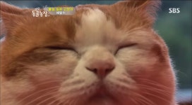 불교에 투신한 고양이 - 악플달면 쩌리쩌려버려 - ＊여성시대＊ 차분한 20대들의 알흠다운 공간 불교에 투신한 고양이