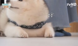 설채현X가비의 다이어트하개에 출연한 뚱댕이들 - 악플달면... 차분한 20대들의 알흠다운 공간 설채현X가비의 다이어트하개에 출연한 뚱댕이들