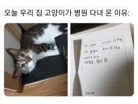 오늘 우리집 고양이가 병원 다녀온 이유 - 악플달면 쩌리쩌려버려 - ＊여성시대＊ 차분한 20대들의 알흠다운 공간 오늘 우리집 고양이가 병원... 