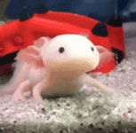 우파루파의 반응속도.gif - 악플달면 쩌리쩌려버려 - ＊여성시대＊ 차분한 20대들의 알흠다운 공간 우파루파의 반응속도.gif