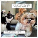 무서운 솜방망이랑 민첩한 시츄 - 악플달면 쩌리쩌려버려 - ＊여성시대＊ 차분한 20대들의 알흠다운 공간 무서운 솜방망이랑 민첩한 시츄