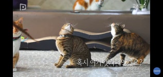 오직 고양이를 위한 집을 만든 집사 부부 (무려19마리 고양이) - 악플달면 쩌리쩌려버려 - ＊여성시대＊ 차분한 20대들의 알흠다운 공간 오직... 
