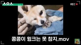 펠리칸에게 뺨맞는 수의사ㅋㅋㅋㅋㅋ - 악플달면 쩌리쩌려버려 - ＊여성시대＊ 차분한 20대들의 알흠다운 공간 펠리칸에게 뺨맞는... 