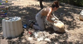 2시간동안 목장 경비견들 빗질해주는 영상 - 악플달면 쩌리쩌려버려 - ＊여성시대＊ 차분한 20대들의 알흠다운 공간 2시간동안 목장 경비견들... 