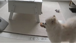 [강아지] cctv 보니까 얘 빵먹는중인데 - 악플달면 쩌리쩌려버려 - ＊여성시대＊ 차분한 20대들의 알흠다운 공간 [강아지] cctv 보니까 얘... 