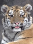 눈이 억울하게 생긴 아기 호랑이 설호 🐯 - 악플달면 쩌리쩌려버려... 차분한 20대들의 알흠다운 공간 눈이 억울하게 생긴 아기 호랑이 설호 🐯