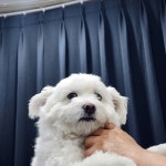 [강아지] 우리집 강아지 통통하고 정말 귀여워 - 악플달면 쩌리쩌려버려 - ＊여성시대＊ 차분한 20대들의 알흠다운 공간 [강아지] 우리집 강아지... 