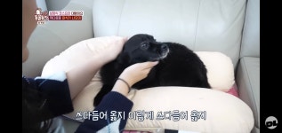 오늘자 동물농장 입양전화 오고 보호소 뒤집어졌다는 강아지.jpg... 공간 오늘자 동물농장 입양전화 오고 보호소 뒤집어졌다는 강아지.jpg