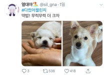 트위터를 뒤집어 놓은 #다컸어챌린지 - 악플달면 쩌리쩌려버려 - ＊여성시대＊ 차분한 20대들의 알흠다운 공간 트위터를 뒤집어 놓은 #다컸어챌린지
