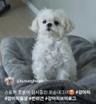 말티즈 보호자는 충격받는다는 꽃분이 영상 - 악플달면 쩌리쩌려버려... 차분한 20대들의 알흠다운 공간 말티즈 보호자는 충격받는다는 꽃분이 영상