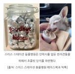강아지한테 초콜릿을 주는 병원 - 악플달면 쩌리쩌려버려 - ＊여성시대＊ 차분한 20대들의 알흠다운 공간 강아지한테 초콜릿을 주는 병원