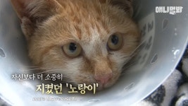 한달째 죽은 친구 옆을 지키던 길고양이 노랑이..jpg - 악플달면... 20대들의 알흠다운 공간 한달째 죽은 친구 옆을 지키던 길고양이 노랑이..jpg