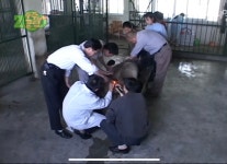 중국의 판다 인공수정 과정 - 인스티즈(instiz) 이슈 카테고리 중국의 판다 인공수정 과정