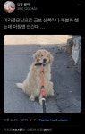 미라클모닝으로 금보 산책이나 해볼까 했는데 아침엔 안 간대 ...... 알흠다운 공간 미라클모닝으로 금보 산책이나 해볼까 했는데 아침엔 안 간대 ...