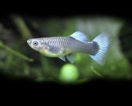 다들 구피에 대해 어디까지 알고 있어? 열대어의 시작과 끝, 구피🐠 - 콧멍에트💛잇게짤털... 다들 구피에 대해 어디까지 알고 있어? 열대어의... 