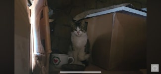 역대급 개냥이 동구 - 악플달면 쩌리쩌려버려 - ＊여성시대＊ 차분한 20대들의 알흠다운 공간 역대급 개냥이 동구