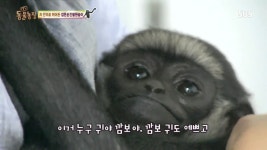차 안으로 뛰어든 검은손긴팔원숭이 까만보석, 깜보 - 악플달면 쩌리쩌려버려 - ＊여성시대＊ 차분한 20대들의 알흠다운 공간 차 안으로 뛰어든... 