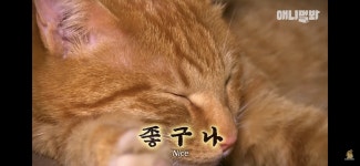 찜질 고양이 선생.jpg - 악플달면 쩌리쩌려버려 - ＊여성시대＊ 차분한 20대들의 알흠다운 공간 찜질 고양이 선생.jpg