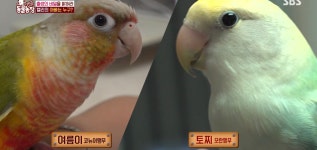 학계에 보고될 초희귀 사례급 반전인 오늘자 동물농장.jpg - 악플달면... 알흠다운 공간 학계에 보고될 초희귀 사례급 반전인 오늘자 동물농장.jpg