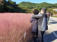 하동북천 꽃단지를 가다 - 세상사는 이야기 - 참 좋은 나무 하동북천 꽃단지를 가다