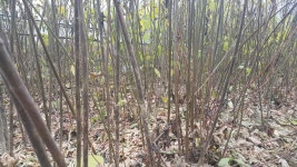 전립선에 좋은 닥나무줄기 - 닥나무 줄기 - 에덴 농장 전립선에 좋은 닥나무줄기