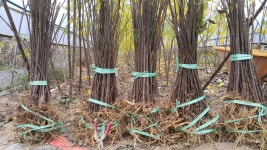 26년도 닥나무묘목 분양가격 - ***닥나무 묘목 판매 분양 - 에덴 농장 26년도 닥나무묘목 분양가격