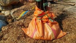 26년도 닥나무묘목 분양가격 - ***닥나무 묘목 판매 분양 - 에덴 농장 26년도 닥나무묘목 분양가격