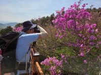 봉화산. 철쭉 - 산우회 사진방 - 한서 산악회 봉화산. 철쭉