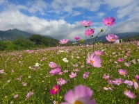 경남 거창 가조온천단지 코스모스축제 - 2.가족 여행 - 노적봉의 꿈 경남 거창 가조온천단지 코스모스축제