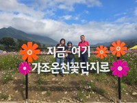 경남 거창 가조온천단지 코스모스축제 - 2.가족 여행 - 노적봉의 꿈 경남 거창 가조온천단지 코스모스축제