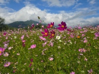 경남 거창 가조온천단지 코스모스축제 - 2.가족 여행 - 노적봉의 꿈 경남 거창 가조온천단지 코스모스축제
