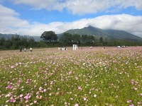 경남 거창 가조온천단지 코스모스축제 - 2.가족 여행 - 노적봉의 꿈 경남 거창 가조온천단지 코스모스축제