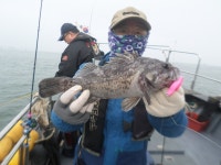 3월26일 봄왕쭈꾸미와 우럭병행출조 조황입니다 - 오늘의 조황 - 거양호 3월26일 봄왕쭈꾸미와 우럭병행출조 조황입니다