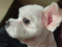 봄이 미용했어요 - 풍경•우리가족•반려동물 - 친환경농산물을 사랑하는 사람들 봄이 미용했어요