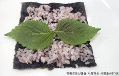 명절 남은 나물로 꼬마김밥 - 행복밥상＆요리조리 - 친환경농산물을 사랑하는 사람들 명절 남은 나물로 꼬마김밥