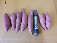 해수로 키운 맛있는 햇고구마 판매완료 - [친환경인증] 농산물 장터 - 친환경농산물을 사랑하는 사람들 해수로 키운 맛있는 햇고구마 판매완료