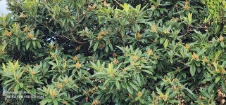 한라산에 올가을 첫눈이 내렸습니다. - 올레길농장[한라봉/귤] - 친환경농산물을 사랑하는 사람들 한라산에 올가을 첫눈이 내렸습니다.