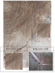 강당앞 소나무의 수령은 - 망호정 자료 마을 참빗 - 영암 망호 강당앞 소나무의 수령은