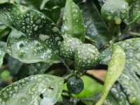 소독하는날 - 흙과나무 이슬농장 - 부치미네참살이 소독하는날