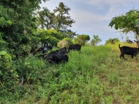 모과넣은 흑염소진액 만들어 드립니다. - 완도약산 하늘흑염소 - 부치미네참살이 완도 약산 흑염소 농장에서 모과넣은 흑염소진액 만들어 드립니다.