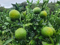 비오는날 - 흙과나무 이슬농장 - 부치미네참살이 비오는날