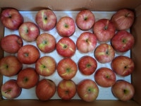 🍎꿀맛홍로 28,000원험과 30박스 감니더 - 햇빛농원 사과 농산물 - 부치미네참살이 🍎꿀맛홍로 28,000원험과 30박스 감니더