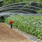 우리농장(7) - 금낭화 농산물가공식품 - 부치미네참살이 우리농장(7)