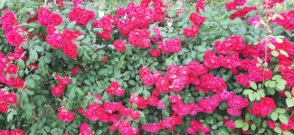 국가 정원오월의 장미 - 일반 게시판 - 행복가이드 국가 정원오월의 장미